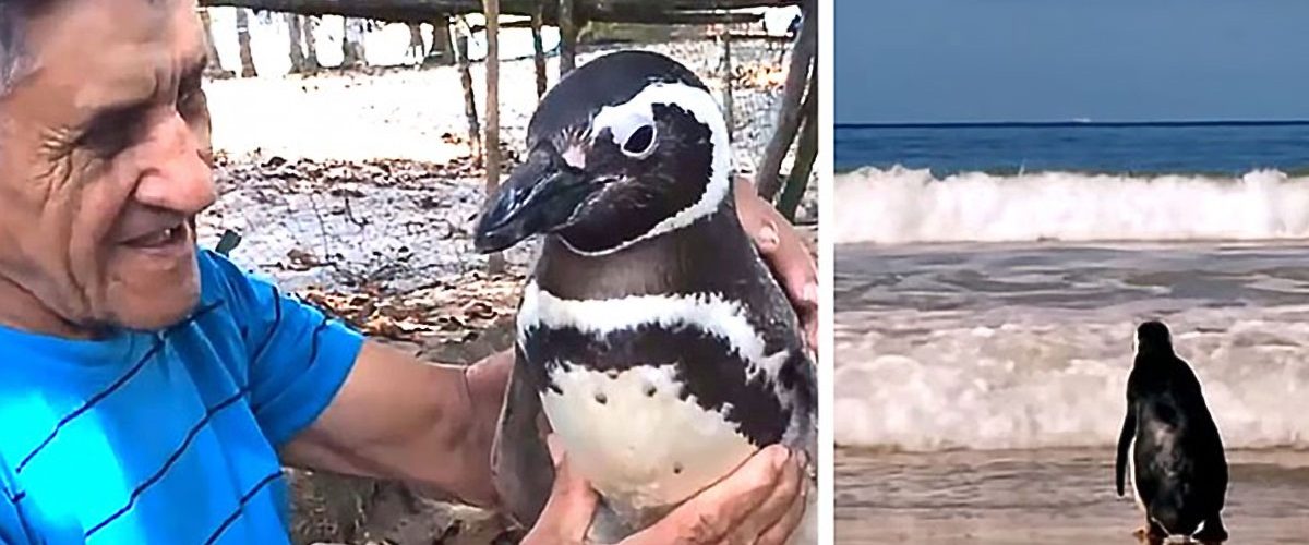 Motivul uimitor pentru care un pinguin înoată peste 8.000 de km anual!