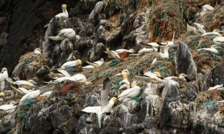 Mii de cuiburi ale păsărilor marine, pline cu deșeuri de plastic
