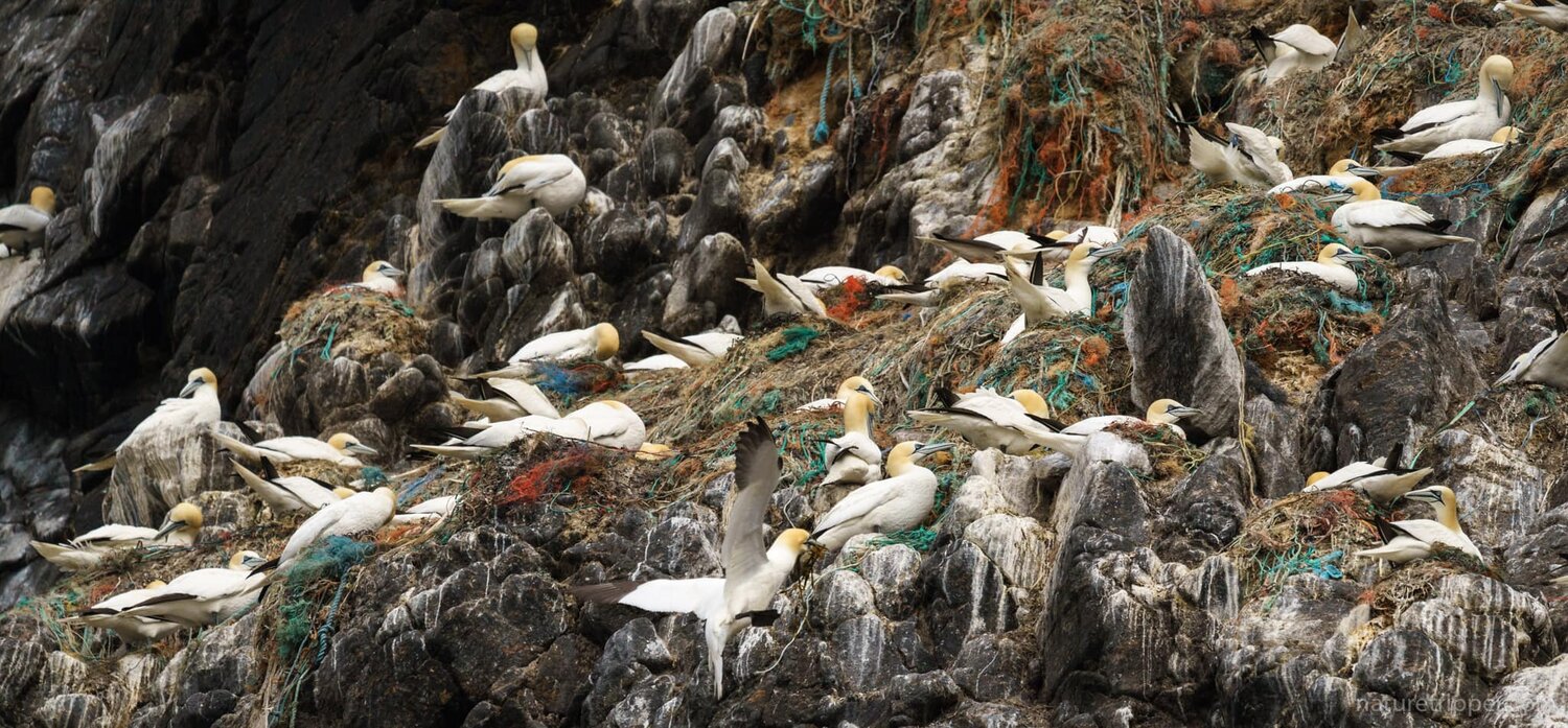 Mii de cuiburi ale păsărilor marine, pline cu deșeuri de plastic