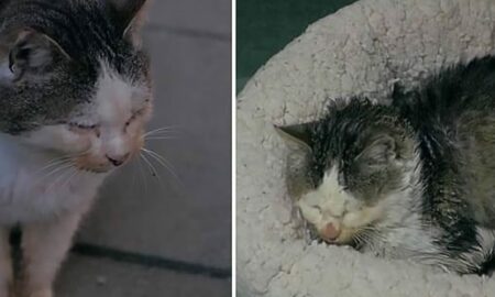 O casă și un culcuș confortabil, surpriza unor voluntari pentru o pisică bătrână de pe străzi!