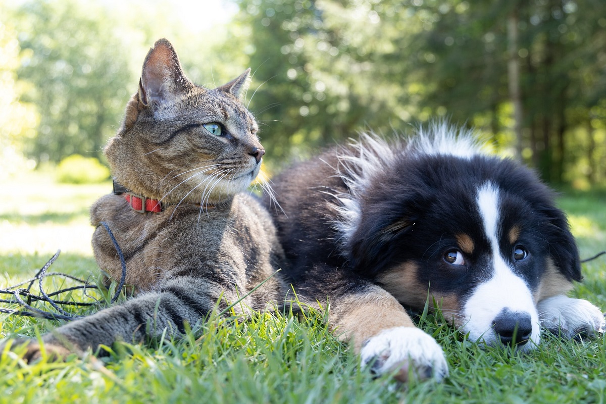 Ce trebuie să știi când alegi un animal de companie pentru copilul tău