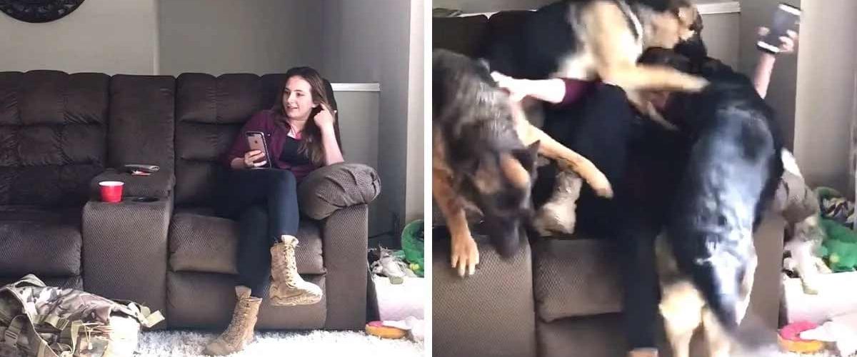 Plecată timp de șase luni, o tânără este copleșită de dragostea celor trei căței Ciobănești Germani!