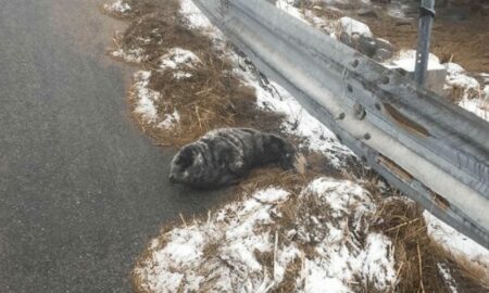 Salvarea unui pui de focă de pe un drum abandonat!