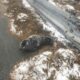 Salvarea unui pui de focă de pe un drum abandonat!