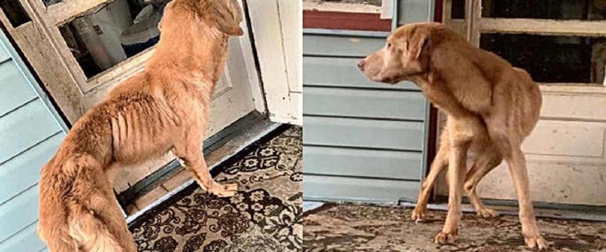 Salvat în ultima clipă de la moarte! Un câine flămând primește o nouă șansă la viață