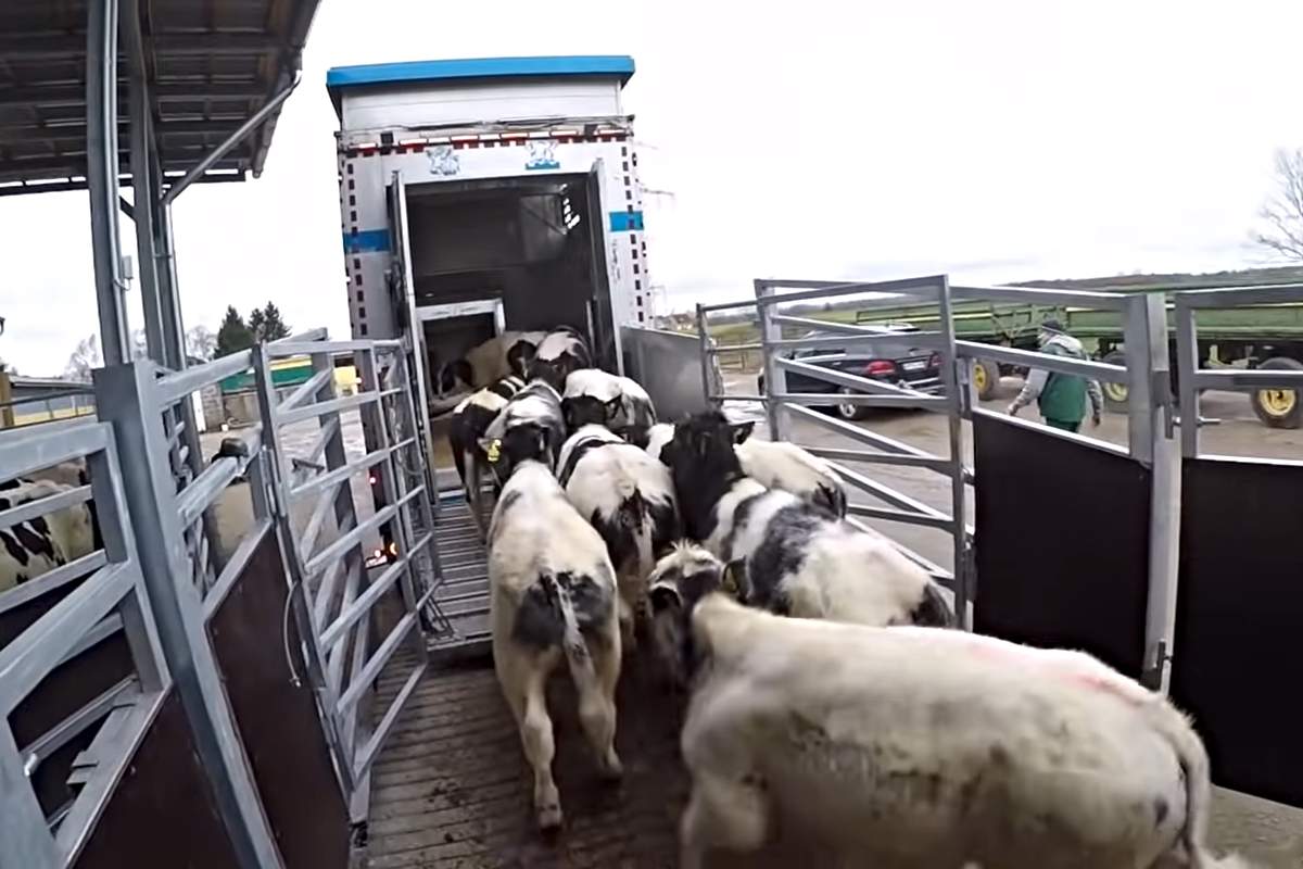 Ce se întâmplă cu transportul de animale în perioada caniculei. Anunțul făcut de premierul României!