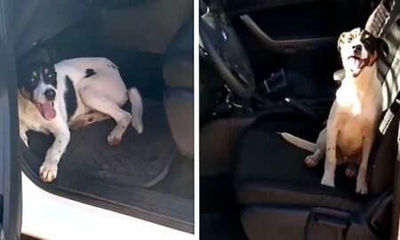 Un câine abandonat a intrat într-o mașină de poliție!