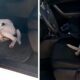 Un câine abandonat a intrat într-o mașină de poliție!