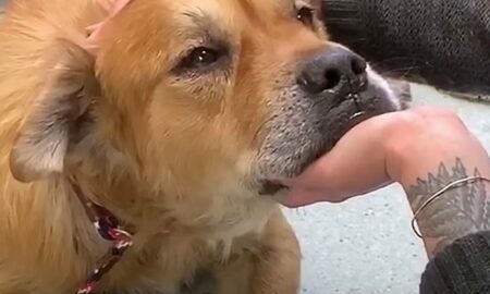 Un câine bătrân se recuperează uimitor după ce a fost adoptat! El nu mai avea mult de trăit