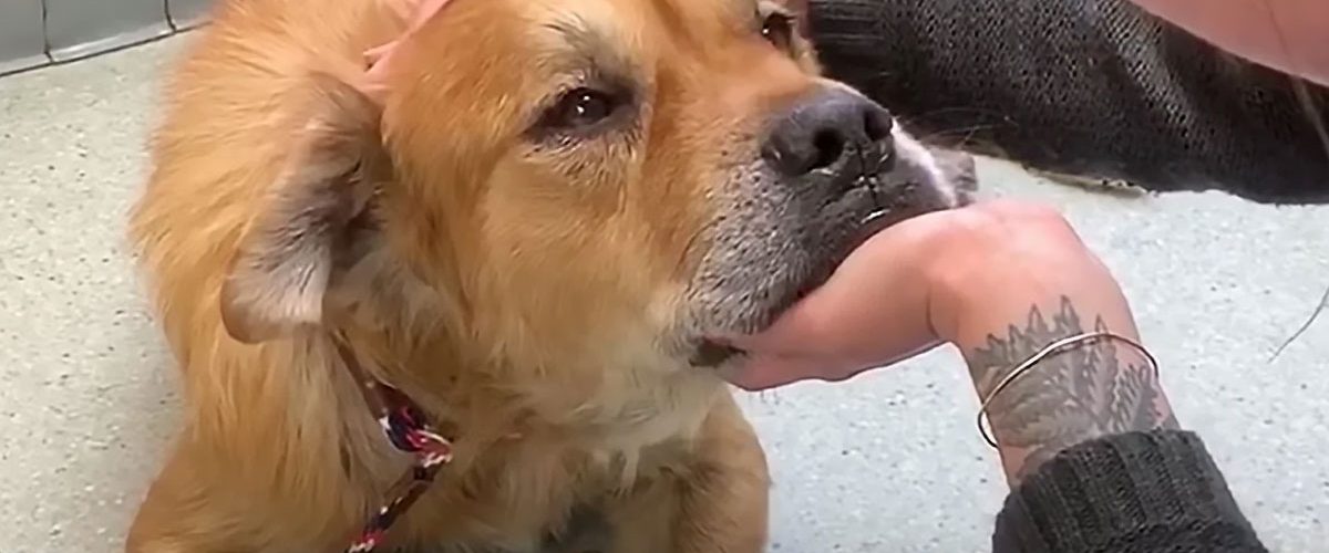 Un câine bătrân se recuperează uimitor după ce a fost adoptat! El nu mai avea mult de trăit