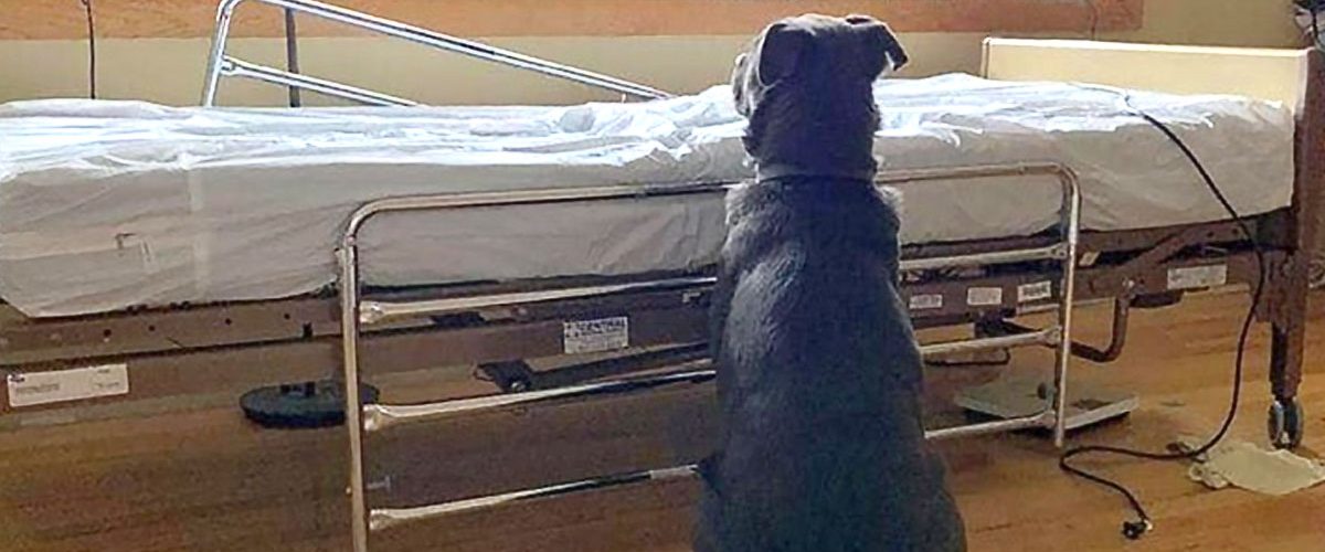Un câine loial a stat zile la rând lângă patul de spital al stăpânului său, chiar dacă acesta a murit!