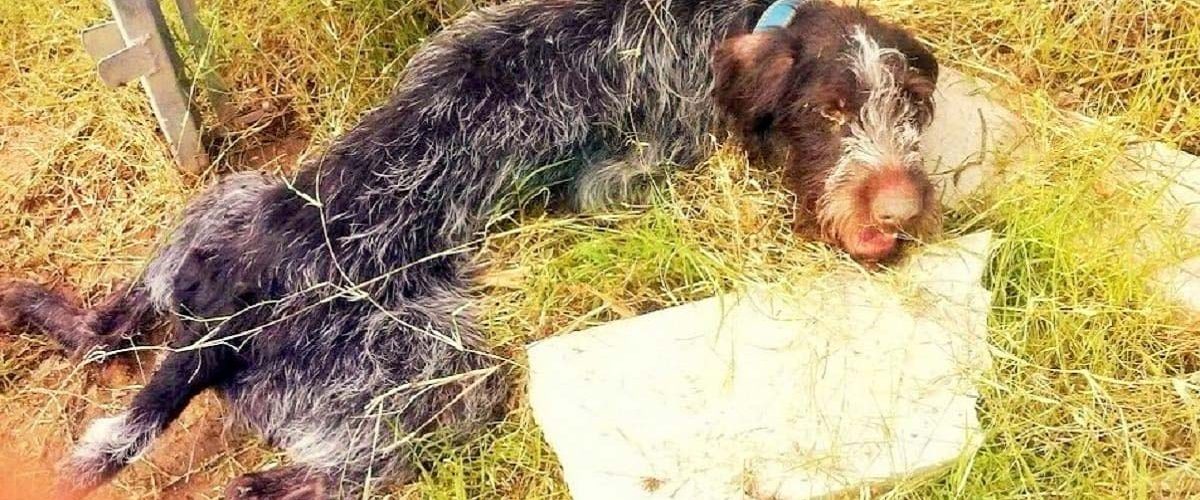 Un câine paralizat și abandonat a fost abandonat fără milă pe un drum!