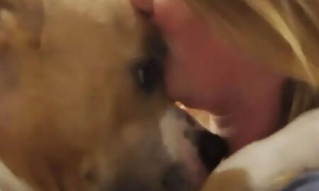 Un câine Pitbull a fost găsit legat într-un parc! Animalul de companie a fost salvat de voluntari