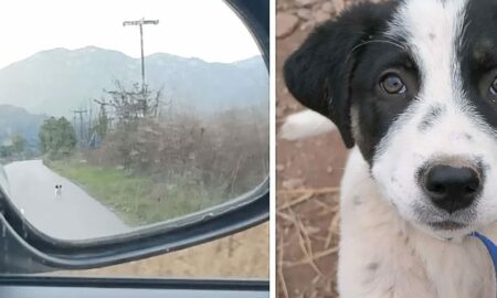 Un cățeluș abandonat a alergat după o mașină în încercarea de a fi adoptat!