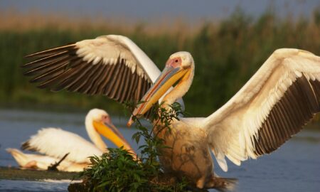 Viețuitoarele din Delta Dunării puse în pericol de deșeurile din plastic. Campanie de conștientizare