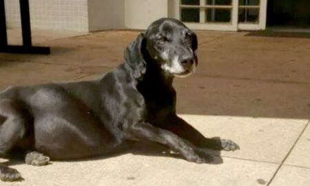 Zece ani de așteptare în fața spitalului unde a murit stăpânul său! Un câine cu adevărat loial