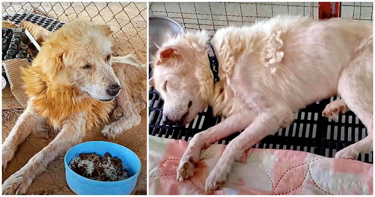 Abandonată fix în momentul în care s-a îmbolnăvit! O cățelușă a fost abandonată fără milă