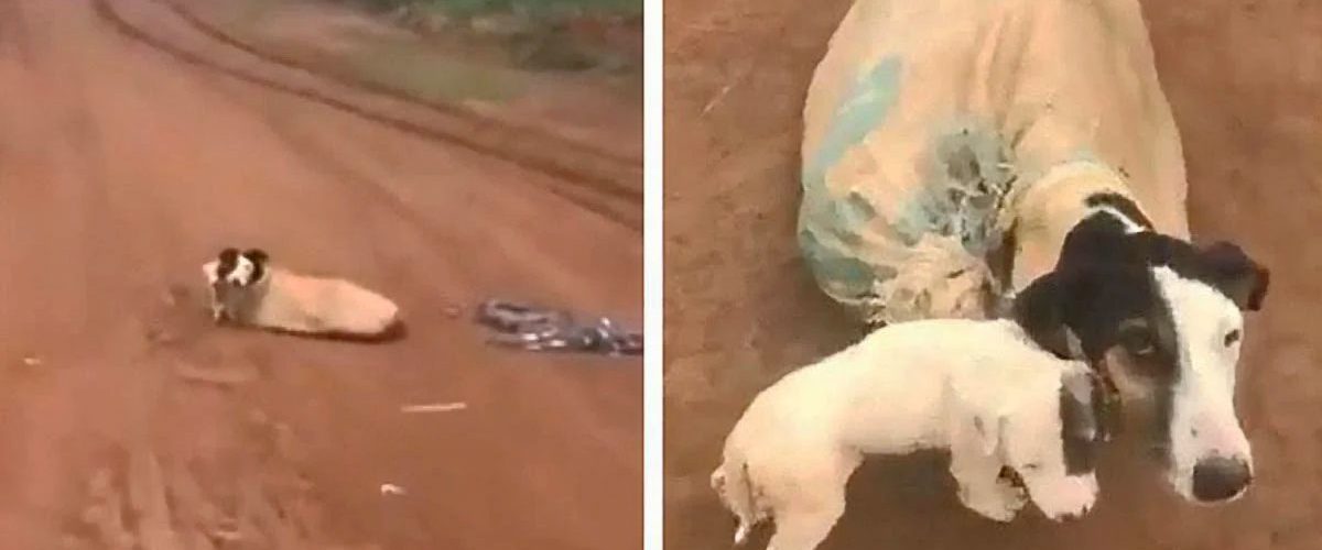 Abandonați într-un sac în mijlocul pustietății, o cățelușă este salvată împreună cu puii săi!