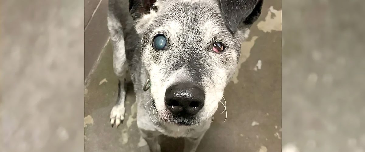 Ace, povestea unui câine în vârstă de 19 ani care a început o nouă viață după abandon!