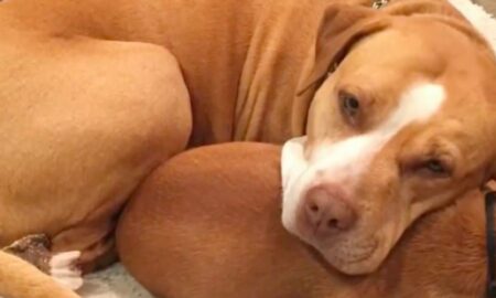 Adoptat dintr-un adăpost, un Pitbull nu vrea să plece fără prietenul său cel mai bun!
