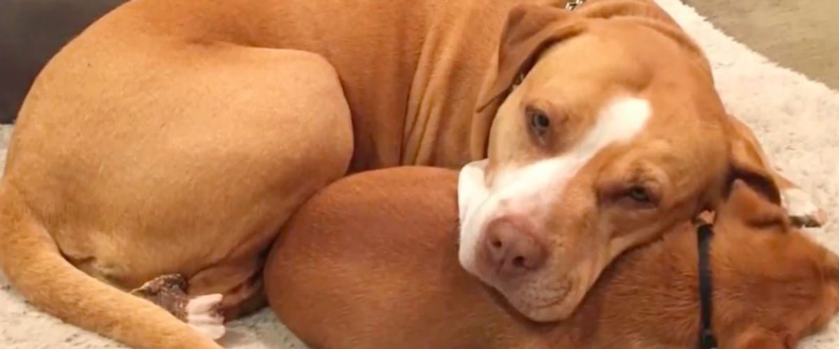 Adoptat dintr-un adăpost, un Pitbull nu vrea să plece fără prietenul său cel mai bun!