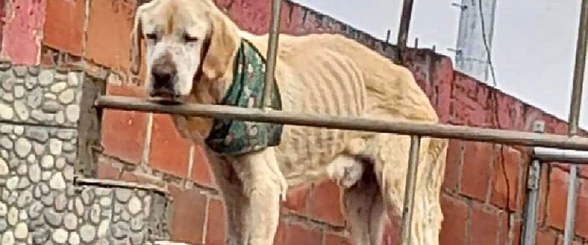 Blocat pe acoperișul unei case, un câine deprimat era la un pas să moară de foame!