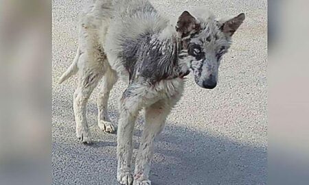 Dragostea oferită de familie, salvarea unui cățel subnutrit și abandonat pe străzi!