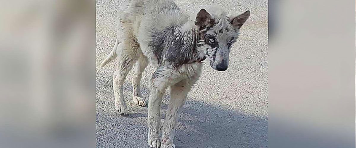 Dragostea oferită de familie, salvarea unui cățel subnutrit și abandonat pe străzi!