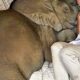 După ce a salvat un pui de elefant abandonat, o femeie are parte de un prieten cu totul special!