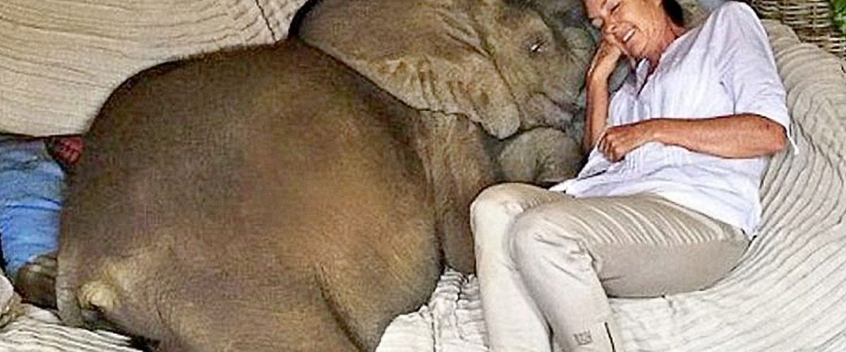 După ce a salvat un pui de elefant abandonat, o femeie are parte de un prieten cu totul special!