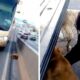 Gestul impresionant al unor polițiști pentru doi câini ajunși pe o autostradă aglomerată!