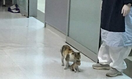 Imagini adorabile cu o pisică care își duce puiul bolnav la spital!