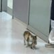 Imagini adorabile cu o pisică care își duce puiul bolnav la spital!