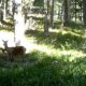 Imagini inedite cu o căprioară și puiul ei au fost surprinse de reprezentații Romsilva în Parcul Național Retezat! 