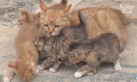 Indiferent de problemele cu care s-a confruntat, o pisică și-a crescut puii cu multă dragoste!