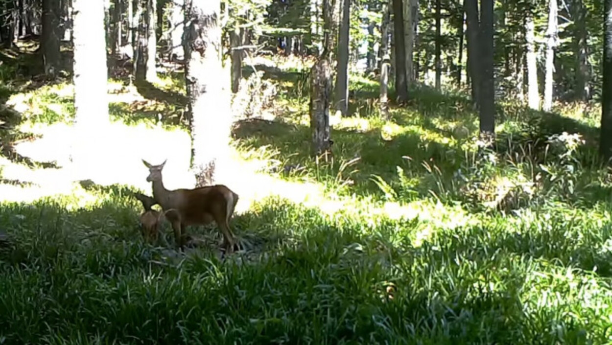 O cameră de monitorizare a faunei a surprins imagini inedite cu animalele sălbatice dintr-o pădure din Giurgiu!