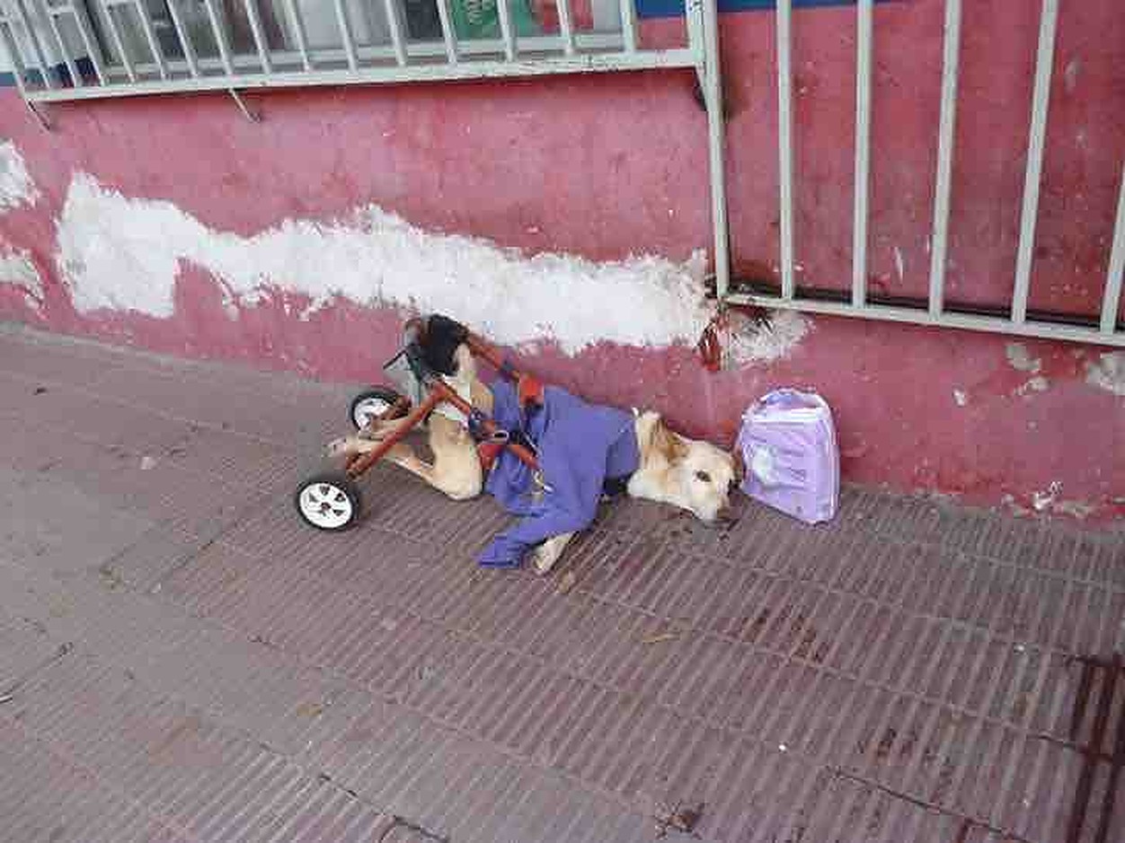 O cățelușă cu handicap a fost abandonată fără milă în fața unui magazin!