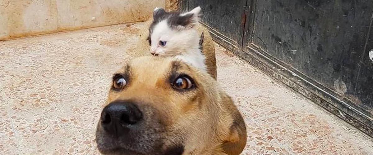O cățelușă fără stăpân a adoptat un pui de pisică orfan!