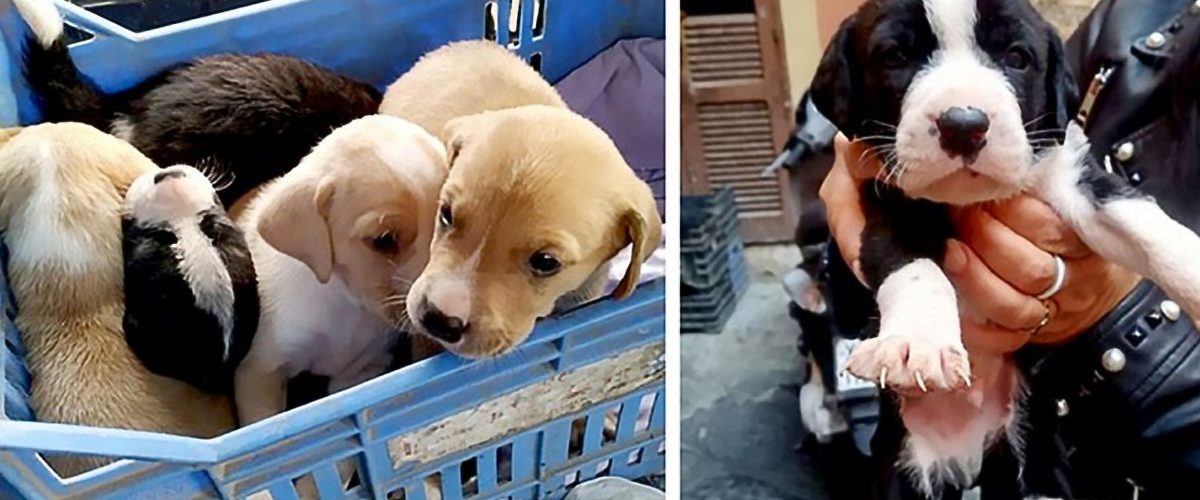 O nouă familie pentru nouă cățeluși aruncați într-un tomberon!