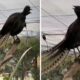 O pasăre reușește să imite perfect sunetele auzite! Videoclip uimitor cu talentul deosebit