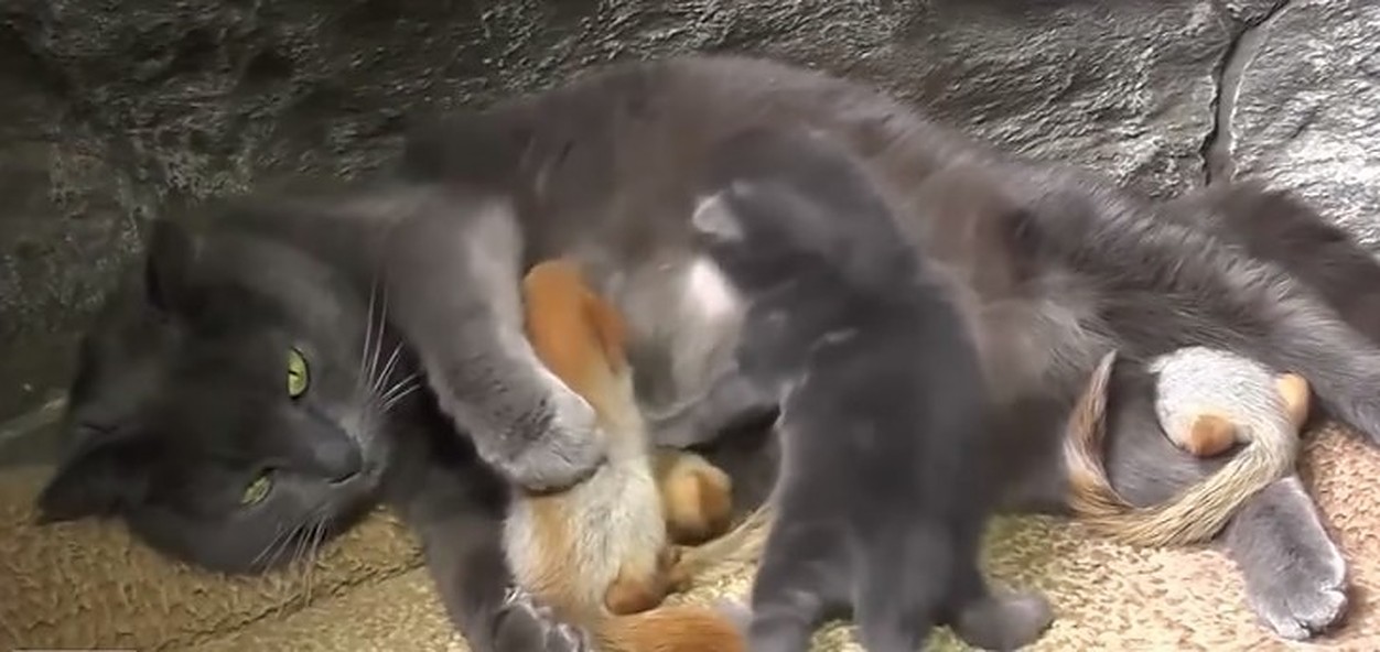 O pisică a adoptat patru pui de veveriță adorabili!