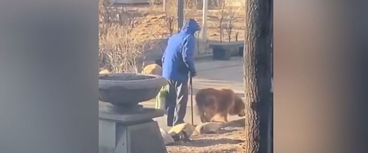 Plimbarea zilnică, obiceiul de o viață a unui bătrân împreună cu patrupedul său loial!