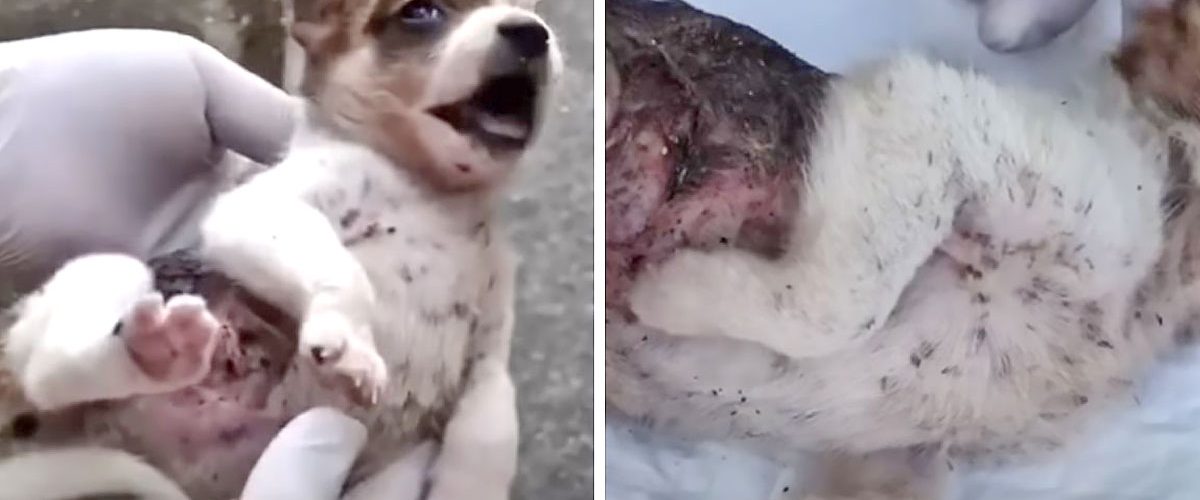 Promisiunea unui tânăr față de un câine aflat în mari dureri!