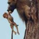 Reacția adorabilă a unei leoaice atunci când prinde un pui de babuin căzut din copac!
