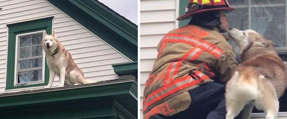 Reacția adorabilă a unui Husky după ce este salvat de un pompier!