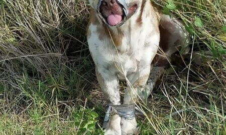 Recunoștința unui cățel abandonat într-o pădure!