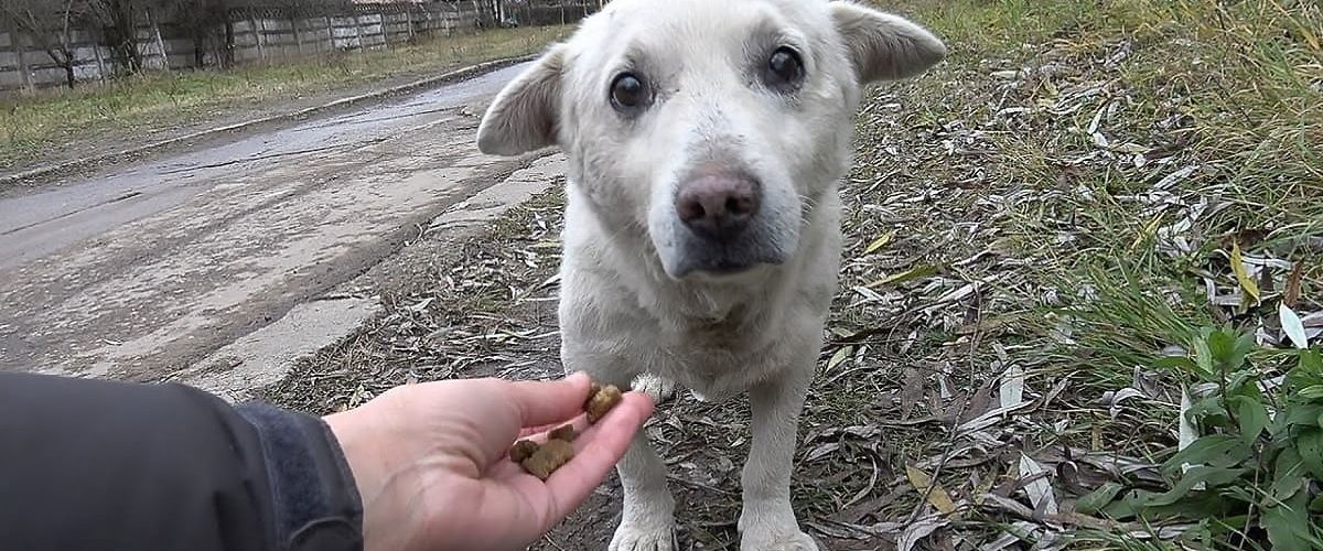 Refuzat de fostul său stăpân, un cățel abandonat este adoptat de o nouă familie!