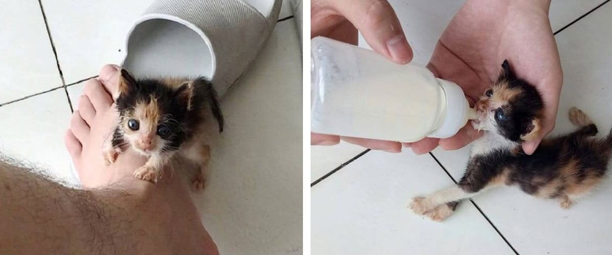 Respinsă de mamă, o pisicuță se transformă incredibil după ce este adoptată de un tânăr!