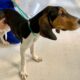 Salvat de către un medic veterinar de la eutanasiere, un câine primește o nouă șansă la viață!