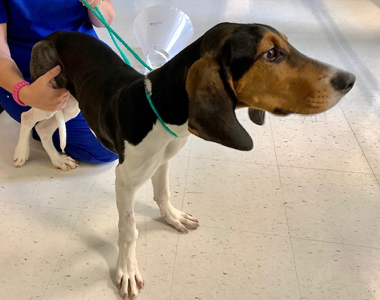 Salvat de către un medic veterinar de la eutanasiere, un câine primește o nouă șansă la viață!